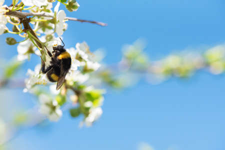 Bumblebee feeding nectar and pollinating Cherry plum or Myrobalan plum flowers. Blooming fruit tree...