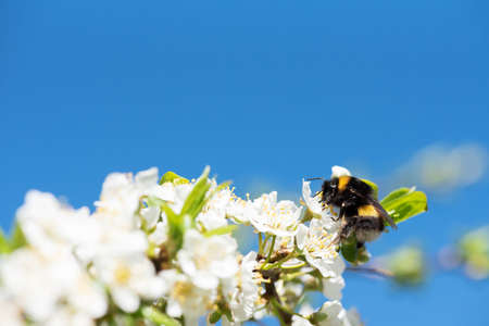 Bumblebee feeding nectar and pollinating Cherry plum or Myrobalan plum flowers. Blooming fruit tree...