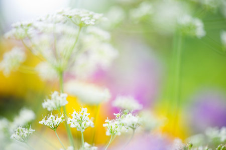 Close-up of meadow flowers. Selective focus and shallow depth of field.