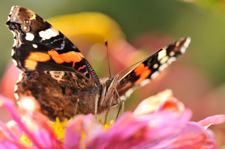 Closeup of Vanessa atalanta, the Red Admiral butterfly feeding nectar on flower