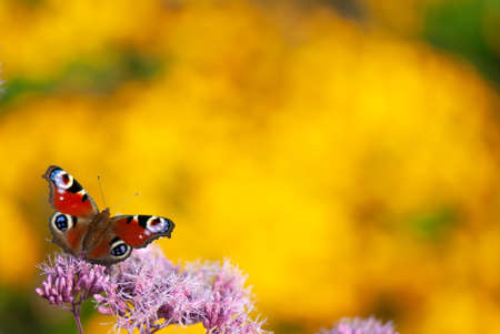 European peacock butterfly, Aglais io, Inachis io, feeding nectar on Eupatorium flowers