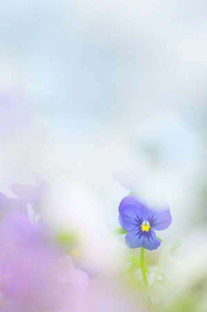Violet flower in pastel colors. Selective focus and shallow depth of field.