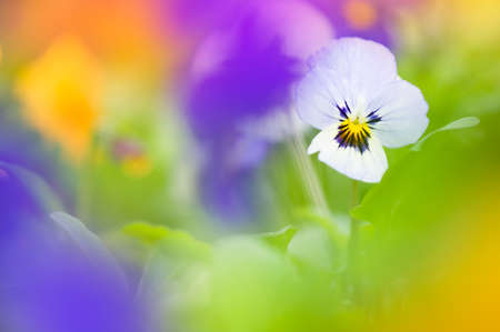 Violet flower (Viola sp.). Selective focus and shallow depth of field.の写真素材