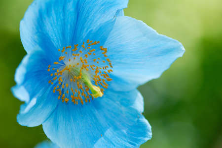 Beautiful Himalayan Blue Poppy Flower, Meconopsis betonicifolia, Poppy close up.の写真素材