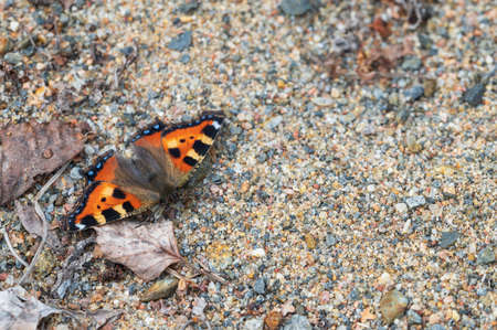 Small tortoiseshell butterfly, Aglais urticae, resting on sandy surface