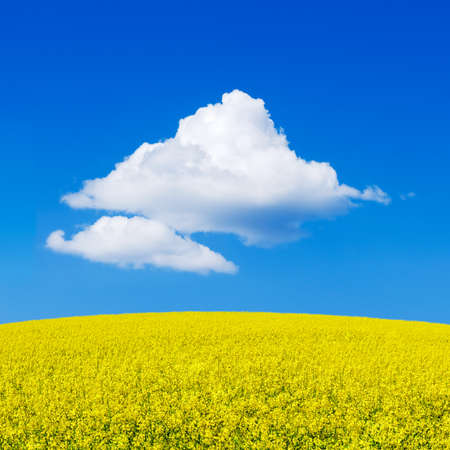 Yellow mustard field landscape. White cumulus cloud in the blue sky.