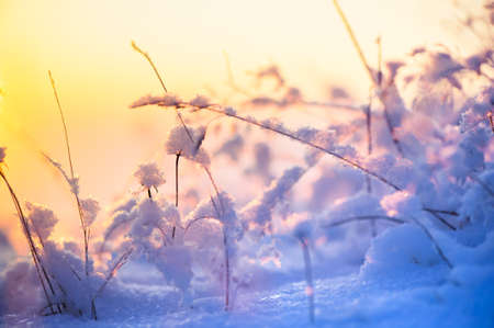 Frosted and snowy grasses