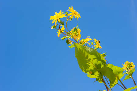 Compass plant, Silphium laciniatum, in full bloom against clear blue summer sky.
