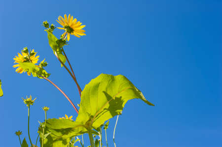 Compass plant, Silphium laciniatum, in full bloom against clear blue summer sky.