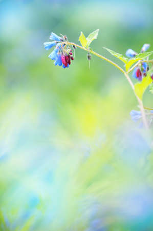 Common Comfrey, Symphytum officinale, flowers, blurred bokeh background.の写真素材