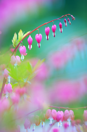 Bleeding heart (Lamprocapnos spectabilis) flowers. Soft focus image with shallow depth of field.の写真素材