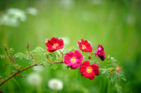 Red roseの写真素材