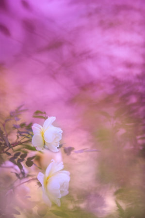 Roses in the garden.の写真素材