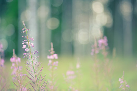 Fireweed flowers, blurred bokeh background.の写真素材