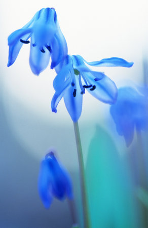Close-up of Siberian squill (Scilla siberica). Selective focus and shallow depth of field.