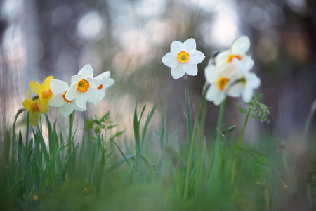 White daffodils, Poeticus daffodils, Narcissus poeticus Actaea, flowers in springtimeの写真素材