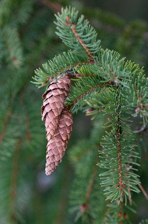 European spruce aka Norway spruce, Picea abies, cones hanging from branch.の写真素材