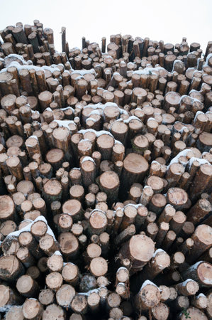 Pile of logged tree trunks. Sawn trees from the forest. Logging timber wood industry.の写真素材