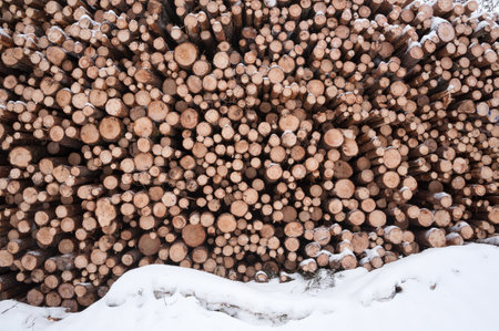 Pile of logged tree trunks. Sawn trees from the forest. Logging timber wood industry.の写真素材