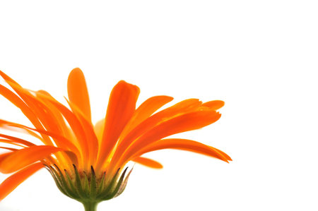 Marigold flower on white background. Selective focus and very shallow depth of field.の写真素材