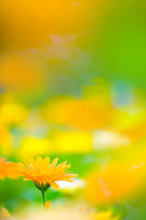 Marigold flower in the garden. Shallow depth of field, blurred background.の写真素材