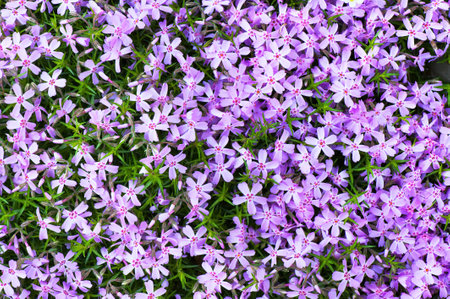 Moss Phlox (Phlox subulata) seeing from above.の写真素材