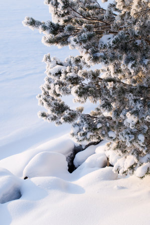 Snow covering pine tree (Pinus sylvestris) branches and stones.の写真素材