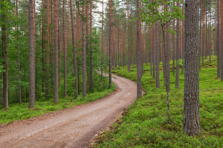 Narrow dirt road leading through beautiful forest landscape. Boreal forest view with straight Scots pine tree trunks.の写真素材
