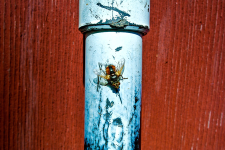 Insect on the pipeの写真素材