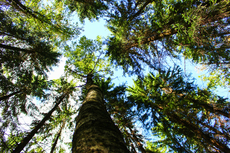 Trees form the groundの写真素材