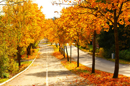 Autumn colorsの写真素材