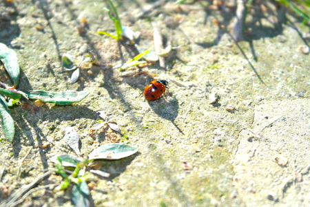 Ladybug on the groundの写真素材