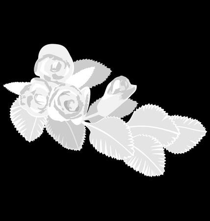 White flowers isolated on black backgroundのイラスト素材