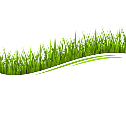 Green grass lawn wave isolated on white. Floral eco nature backgroundのイラスト素材