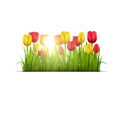 Green grass lawn with yellow and red tulips and sunlight isolated on white. Floral nature flower backgroundのイラスト素材
