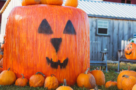 Pumpkins in a pumpkin patch during harvest time, celebrating Halloween on the farmの写真素材