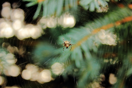 spider web waiting for preyの写真素材