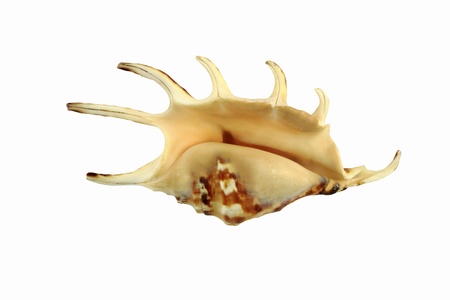 shell