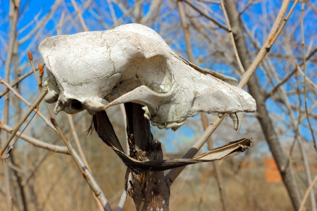 old skullの写真素材