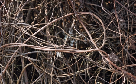 dry bushes in the background