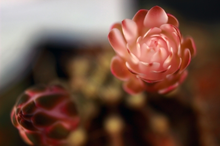 cactus like backgroundの写真素材
