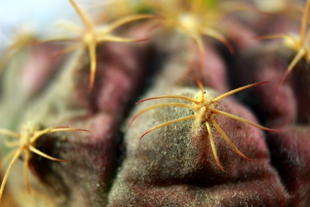 cactus like backgroundの写真素材