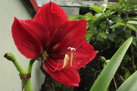 the background of a unique flowerの写真素材