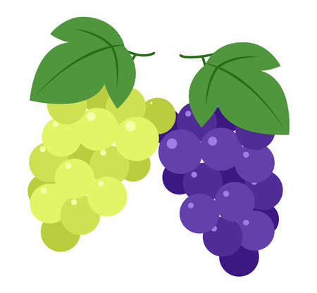 Grapes and Muscatのイラスト素材