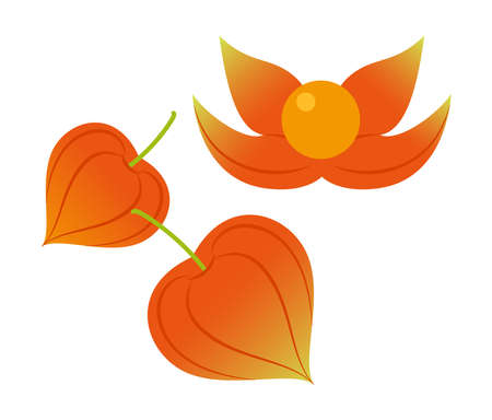 Chinese lantern plantのイラスト素材