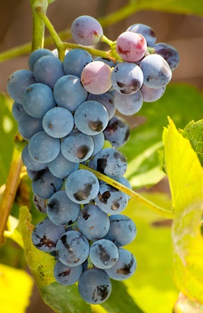 Closeup of bunch of red grape in the vinyardの写真素材