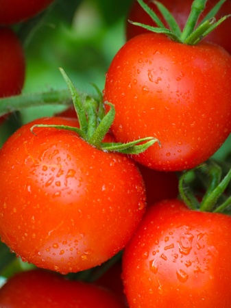 Closeup of fresh red tomatoes bunch on the plant - biogrown without chemicalsの写真素材