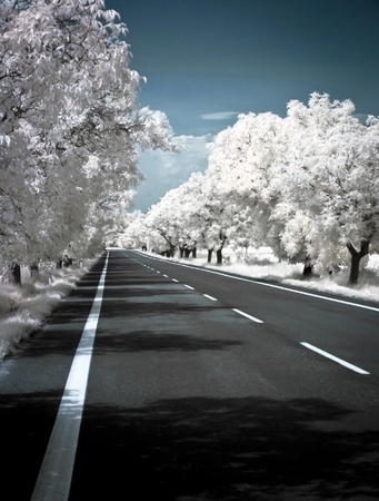 Road in summer photographed in infrared with IR modded cameraの写真素材