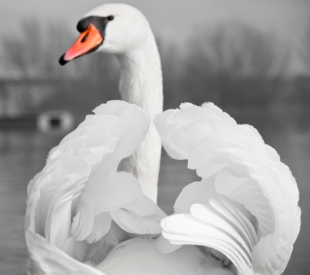Mute Swan portraitの写真素材