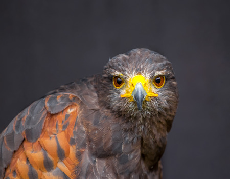 Close up picture of stare-looking young golden eagleの写真素材